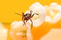 Ant on flowers Royalty Free Stock Photo