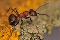 Ant - Formica Royalty Free Stock Photo