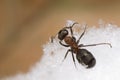 Ant - Formica rufa Royalty Free Stock Photo