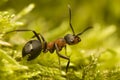 Ant - Formica rufa Royalty Free Stock Photo