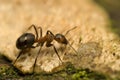 Ant - Formica rufa Royalty Free Stock Photo