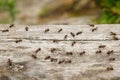 Ant Formica rufa, also known as the Red Wood Ant Royalty Free Stock Photo