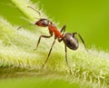 Ant formica rufa on grass Royalty Free Stock Photo