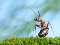 Ant formica rufa is interested Royalty Free Stock Photo