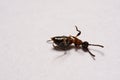 Ant Formica rufa photo ants on a White background Royalty Free Stock Photo