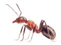 Ant formica rufa on white Royalty Free Stock Photo
