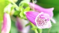 Ant in a foxglove flower macro photography. Pink digitalis inflorescence close-up with copy space. Poisonous and toxic garden Royalty Free Stock Photo