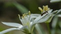 ant in the garden on a white flower Royalty Free Stock Photo