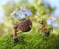 Ant gives flowers with sweets, ants tales Royalty Free Stock Photo