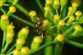 Clos up of an Ant crawling on a green plant