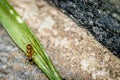 Ant on grass Royalty Free Stock Photo