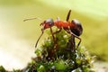 Ant on grass Royalty Free Stock Photo
