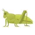 Ant grasshopper icon cartoon vector. Jump small Royalty Free Stock Photo