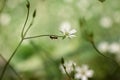 Ant on green branch of white flower