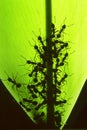 Ant on green leaf. Royalty Free Stock Photo