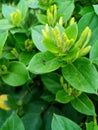 ant on green leaf of white honeysuckle. Unblown flower buds. Juicy spring greens Royalty Free Stock Photo