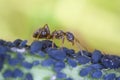 Ant with greenflies Royalty Free Stock Photo