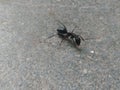 Ant on a ground Royalty Free Stock Photo