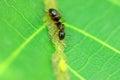 Ant harvesting leaf hoppers nectar Royalty Free Stock Photo