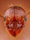 Extreme sharp ant head close up taken with special