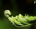 An ant hiding behind the leaf Royalty Free Stock Photo