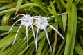 Ant highway - beautiful white semi-transparent white tropical flowers with long trendils that ants are using as a road against blu