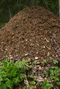 Ant hill Royalty Free Stock Photo