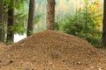 Ant hill Royalty Free Stock Photo