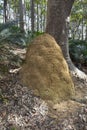 Ant hill in Australia Royalty Free Stock Photo