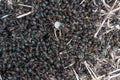 Ant hill with big black ants Royalty Free Stock Photo