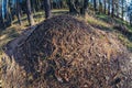 Ant hill in forest Royalty Free Stock Photo