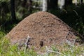 Ant Hill in the forest of the Natural Park of Paneveggio Pale di San Martino in Tonadico, Trentino, Italy Royalty Free Stock Photo