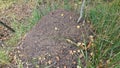 Ant hill in lush forest setting with autumn leaves and grass Royalty Free Stock Photo