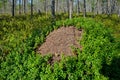 Ant hill in northern wood Royalty Free Stock Photo