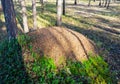 Ant hill in a pine forest on clear Sunny day summer . Royalty Free Stock Photo