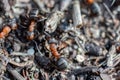 Ant hill red forest ants close-up. Red ants on forest floor