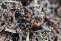 Ant hill red forest ants close-up. Red ants on forest floor