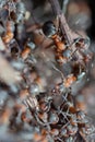 Ant hill red forest ants close-up. Red ants on forest floor