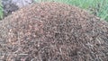 Ant hill swarming with busy ants