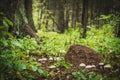 Ant hill in wood Royalty Free Stock Photo