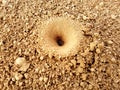 Ant hole