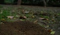 Ant hole soil working soil leaves Royalty Free Stock Photo