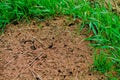 Ant house in the forest. An anthill in a clearing around the grass.the natural habitat. Royalty Free Stock Photo