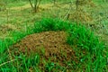 Ant house in the forest. An anthill in a clearing around the grass.the natural habitat. Royalty Free Stock Photo