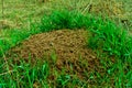 Ant house in the forest. An anthill in a clearing around the grass.the natural habitat. Royalty Free Stock Photo