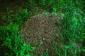 Ant house in the forest. An anthill in a clearing around the grass.the natural habitat. Royalty Free Stock Photo