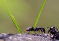 ant image, photo Formicidae Latreille, 1809 is a large family of hymenoptera insects, commonly known by the generic name of ants Royalty Free Stock Photo