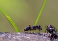 ant image, photo Formicidae Latreille, 1809 is a large family of hymenoptera insects, commonly known by the generic name of ants Royalty Free Stock Photo