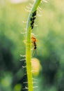 Ant incest sitting on the green plant Royalty Free Stock Photo