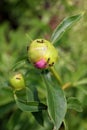 Ant Infestation Covering Peony Flower Buds in Spring Royalty Free Stock Photo